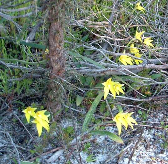 Caladenia flava - orchidaceae_cowslip.jpg